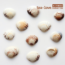 Eagle wing Shell natural small shell conch home decoration creative micro landscape DIY floor wall sticker drift bottle material