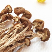 Anhui Huangshan specialty tea tree mushroom dry farm wild Gutian tea tree mushroom bulk 200 grams