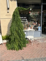 Handmade diy crooked neck Christmas tree natural fresh cut cypress pine branches Nobel pine Tianzhu girl decoration