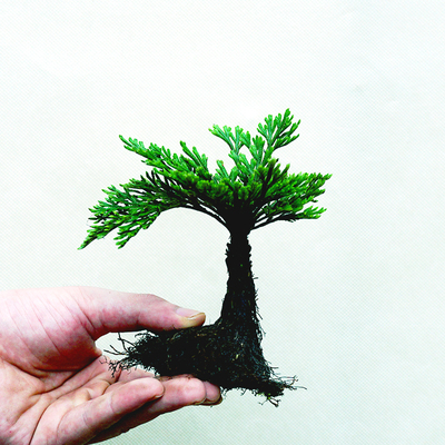 仿野生卷柏花卉植物微型盆景