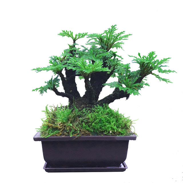 Selaginella nine dead resurrection grass rockery water-absorbing stone calamus desktop flower plant miniature bonsai hydroponic potted orchid