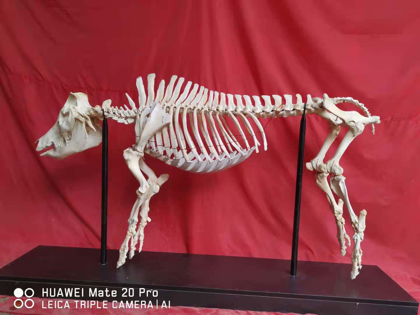 医用动物解剖猪骨架标本模型猪牛鸡鸭鹅真骨教学用骨胳zy-0021-Taobao-Tmall