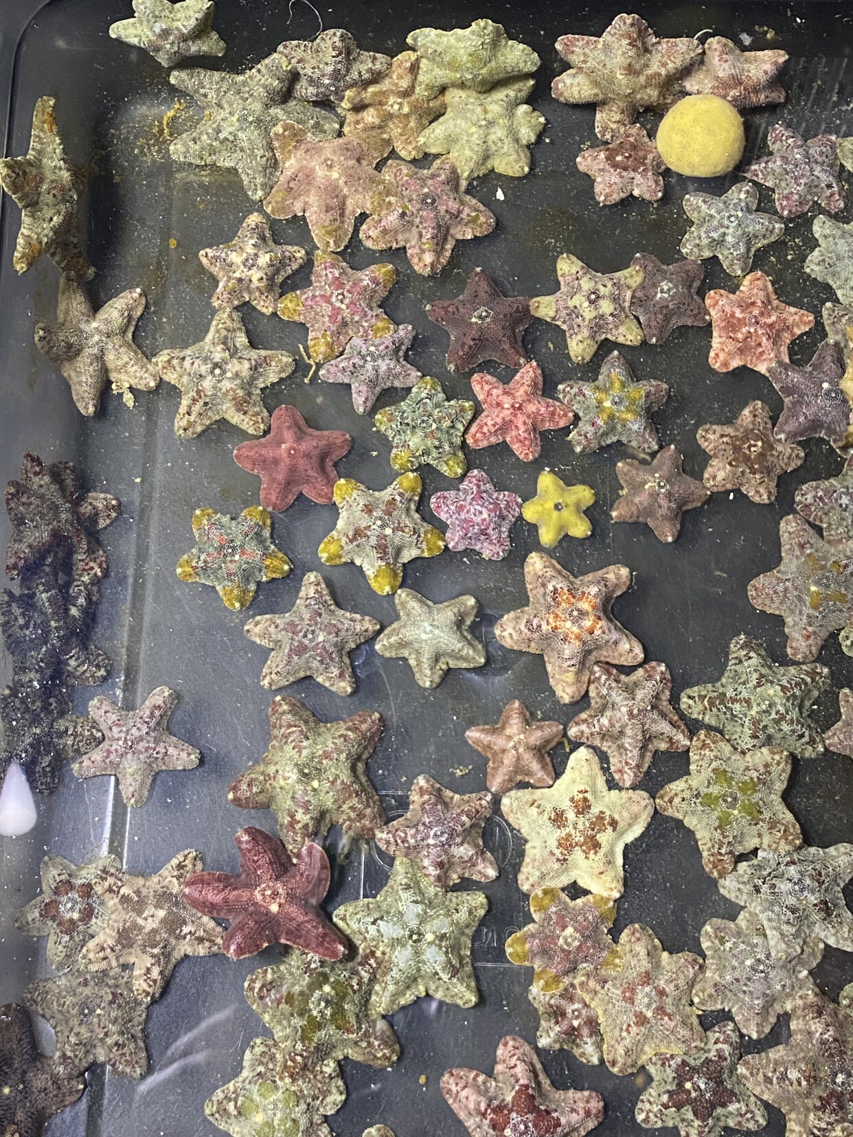 繁星记海水生物
