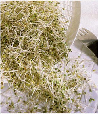 营养保健菜青花椰菜苗种子西兰花种子蔬菜芽苗精力汤食材买6送1