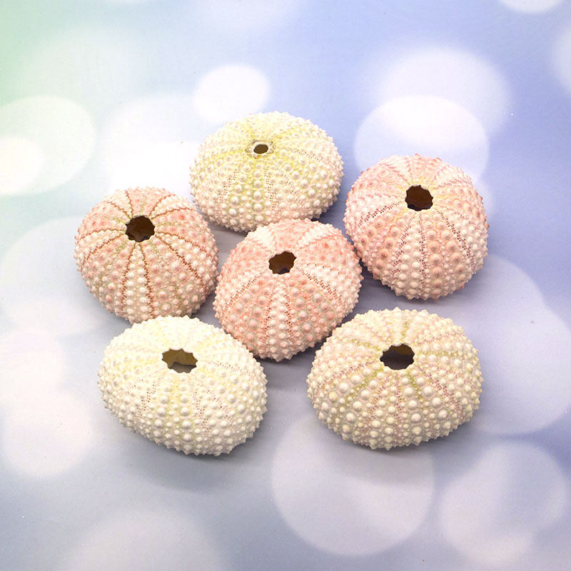 Natural sea screw shell red green sea bile Mediterranean decorated home furniture manual diy multi-meat pot