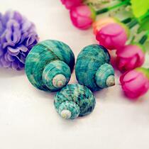 Natural conch shell 3-5cm green snail fish tank decoration aquarium landscape box roll shellfish hermit crab shell