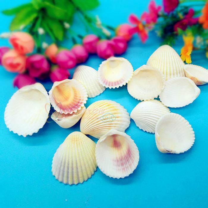 Natural shell 3-5cm snow clam shell coconut shell aquarium landscaping wedding decoration wall stickers handmade DIY materials