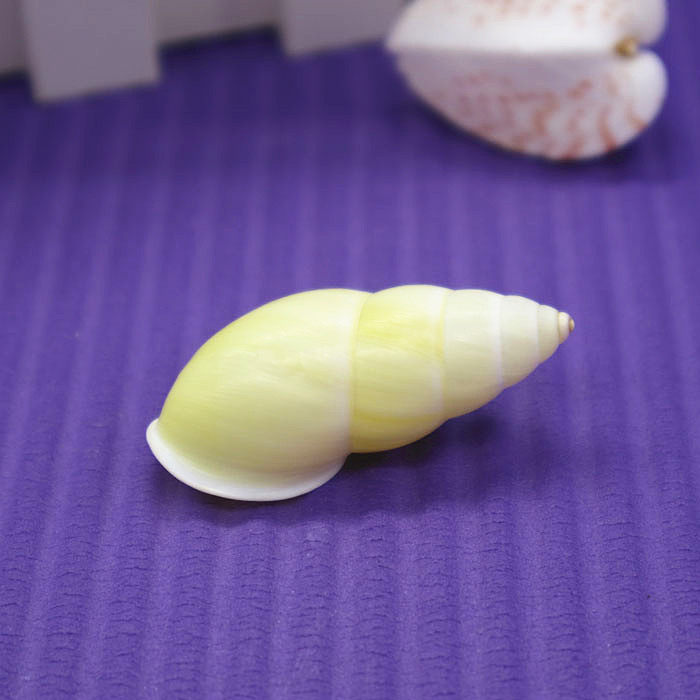 Natural sea snail shells 3-4cm Yellow levoo screwed fish tank decorated with water ethnic group View home furnishing specimen DIY creativity