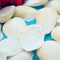 Natural conch 3-5cm leaf shaped shell pure white shell fish tank decoration aquarium landscape DIY material