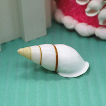 Natural conch shell 4-5cm striped white right-handed snail Buddhist snail fish tank aquarium platform landscape specimen collection