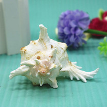 Natural conch shell 5-22cm white thousand hands chrysanthemum snail fish tank decoration aquarium landscaping creative home