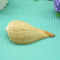 Tailing Whirlpool natural shell conch scoop snail big pipa snail aquarium fish tank decoration landscaping crafts ornaments