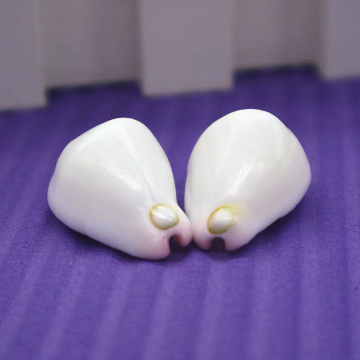 Natural sea snail shell jade rabbit snail 3-4cm collection specimen fish building decoration Home Terrace Decoration Gift DIY