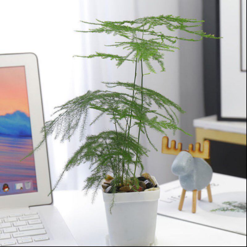 2025年买大文竹【买一送一】如何挑选?适合办公室的好养护绿植推荐