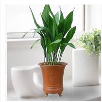 One Leaf Lan Potted Fry Plant Hydroponic Flowers Indoor All Season Evergreen Living Room Office Suction formaldehyde Heineum Qingkura