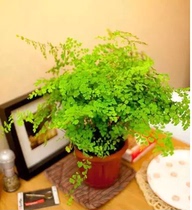 Super popularity desktop with aerobic flower potted mini cute iron line fern iron thread grass long green plant easy to raise