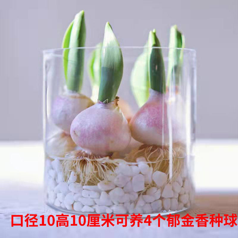 Tulip perfume cultivation container transparent glass flowerpot round narcissus hyacinth white palm green plant vase hydroponic utensils