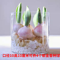 Tulip Shampoo Container Transparent Glass Flower Pot Round Water Fairy Wind Shinko White Palm Green Planting Vases Hydropware