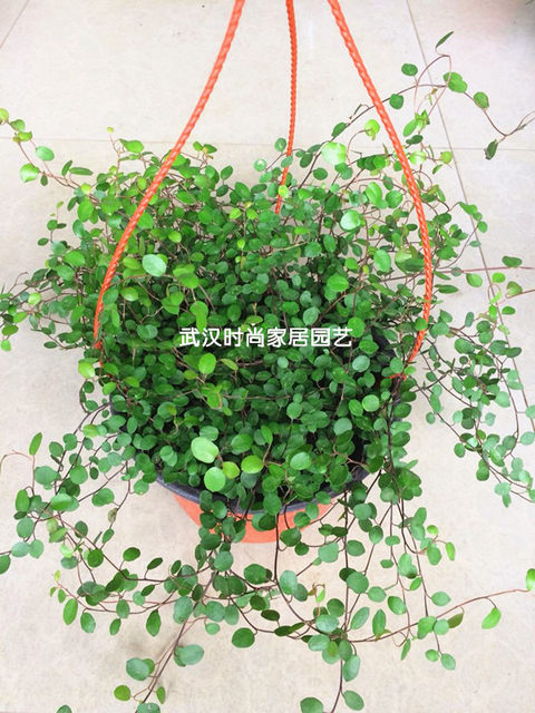 Fashionable home gardening high-quality green radish potted flowers and leaf stones four seasons evergreen purifying air radiation protection foliage