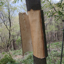 Shaanxi Qinling mountain wild Eucommia bark thick skin removed old product Eucommia tablets non-Chinese medicinal Eucommia ulmoides sulfur-free