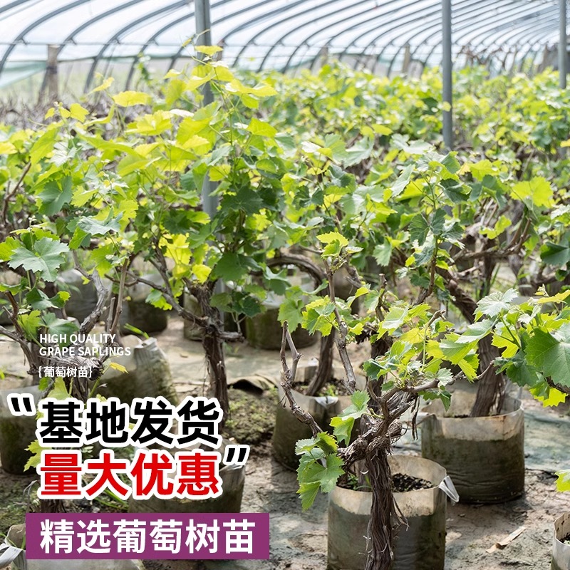 巨峰葡萄树苗&阳光玫瑰：打造南北方庭院的甜蜜绿植宝藏！