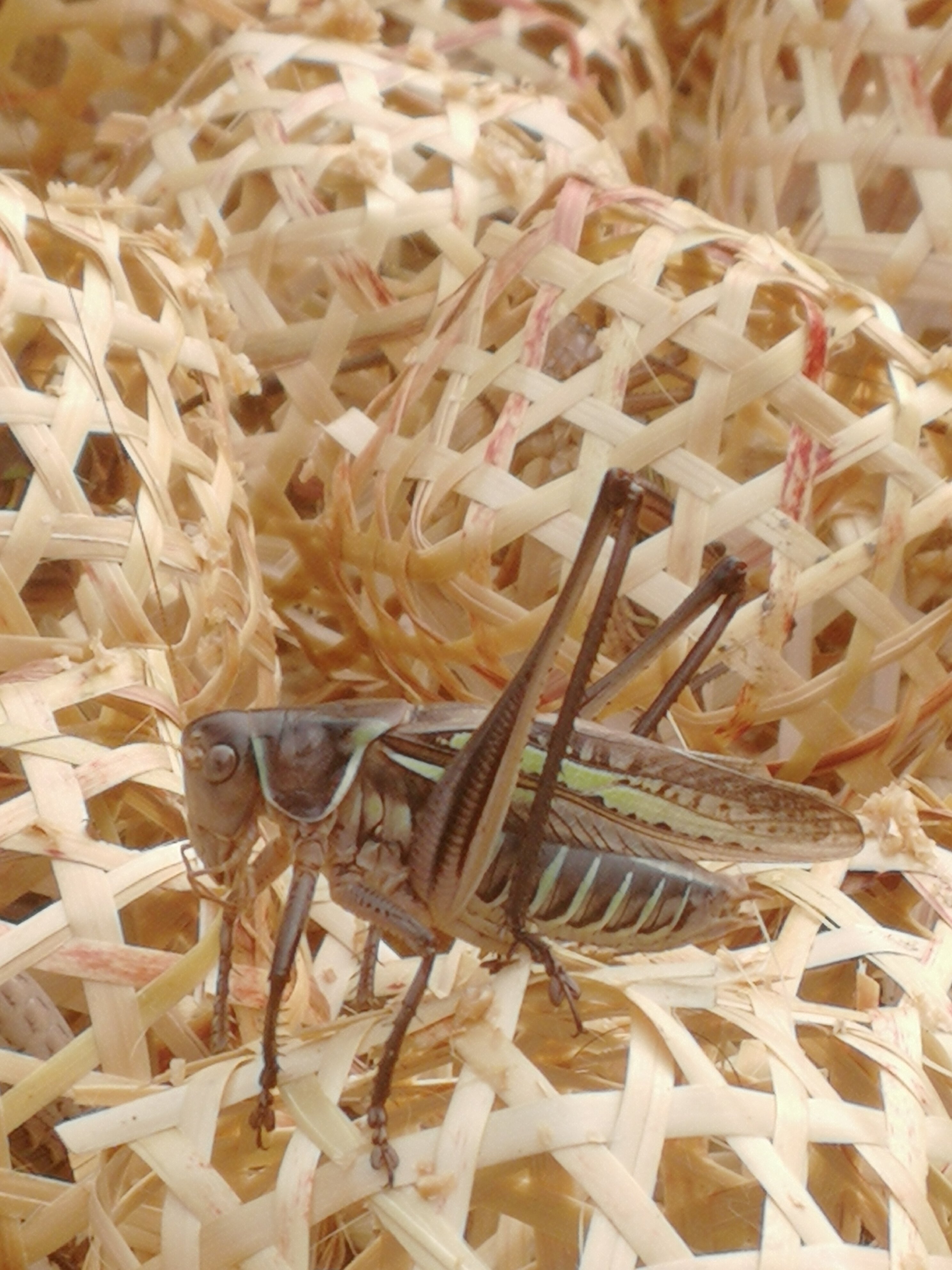 live katydids black katydids iron katydids green katydids long wings wild katydids grasshoppers crickets summer katydids