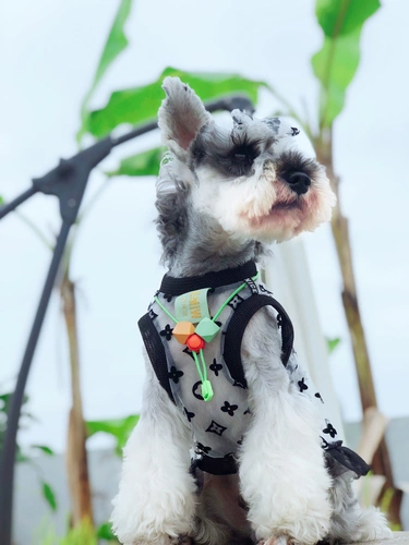 Оригинальная домашняя одежда для домашних животных Dasizi