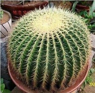 Golden Amber Large Extra Large Cactus Golden Crown Potted Plant