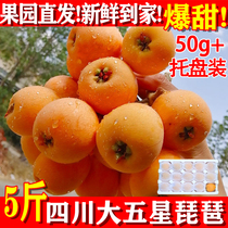 Sichuan Great 5 Stars Loquat Fresh Fruit Fresh Fruit Fresh Fruit Fresh Fresh Five Stars Sweet