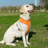 Truelove Dog Truct Tract Royt Vest Pet емко для печь для кошки, ходящая собака, собака, маленькая собака, средняя tlh1911