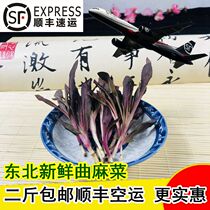 Fresh Mountain Vegetable Bitter vegetable Bitter Sesame Seeds Northeast Wild Mountain Wild Cicory Vegetables A Catty of Shunfeng Air