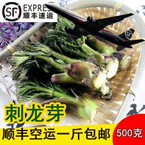 Tingen Bud Fresh Northeast Wild Mountain Vegetable Sting Old Sprout Mountain Wild Vegetable Tingle with Dip Sauce 500 gr Shunfeng