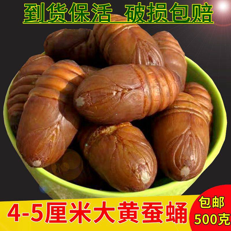 Rhubarb silkworm chrysalis live silkworm chrysalis 500g Northeast specialty new cocoon chrysalis high protein non-wild fresh tussah cicada chrysalis