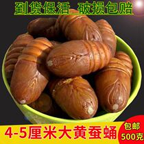 Rhubarb silkworm pupa pupa pupa 500g Shunfeng Northeastern special production of new cocoon chrysalis high protein wild fresh tuscan cicadas