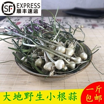 North East Mountain Wild Vegetable Small Root Vegetable Fresh Brain Pump Wild Little Root Garlic Dip Sauce Mountain Dish Now Dig for 500g