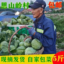 Northeast farmhouse Gan Blue curly cabbage Fresh vegetables Goose White Bag Vegetable Round Cabbage Wrap Cabbage 5 catties now