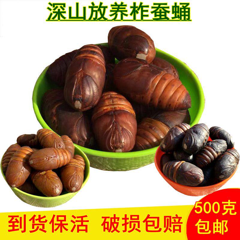 Fresh Live Silkworm Chrysalis 500g Northeast Teryield Rhubarb Cocoon Chrysalis black pupa Tonic High Protein Wild Tuscan Cicada Pupa