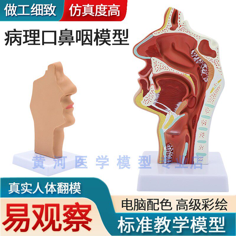 人体鼻腔解剖模型耳鼻喉科医学教学模型鼻子口腔鼻部结构组织模型