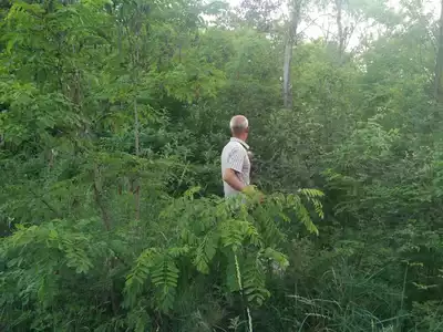 新鮮花椒葉椒葉山椒葉野生山椒葉