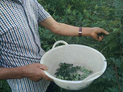 新鲜花椒叶椒叶山椒叶野生山椒叶