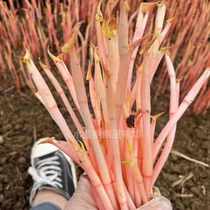 Fold Ear Root Tender Sprout Leaves houthone pig faggy Lateral Ear Root Tender Leaf With Tender Leaf Shoots Net Heavy 2 catties