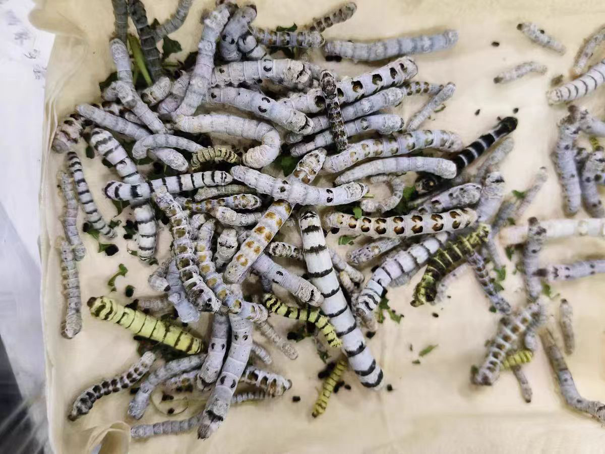 蚕宝宝新宠！黑虎蚕、斑马蚕、茶斑蚕你见过几种？-蚕宝宝-淘宝百科网