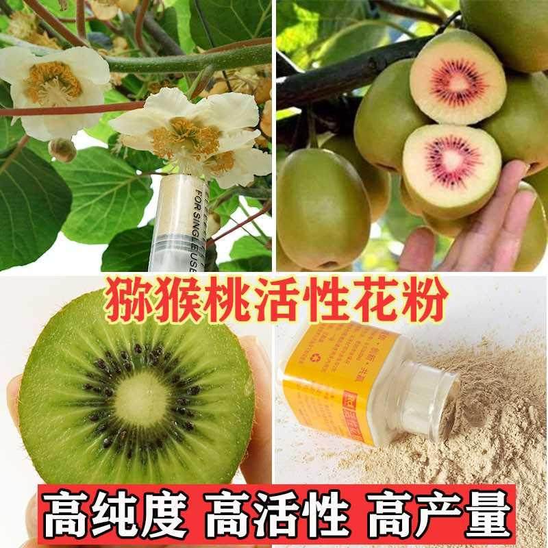 New kiwi pollen male pollen artificial pollination active red heart kiwi male tree pollen green heart pollen pass