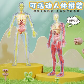 Movable Human Body Model Organ Structure Disassembly and Assembly Skeleton Internal Organs Muscles Medical Simulation Anatomy 3D Science and Education Toy
