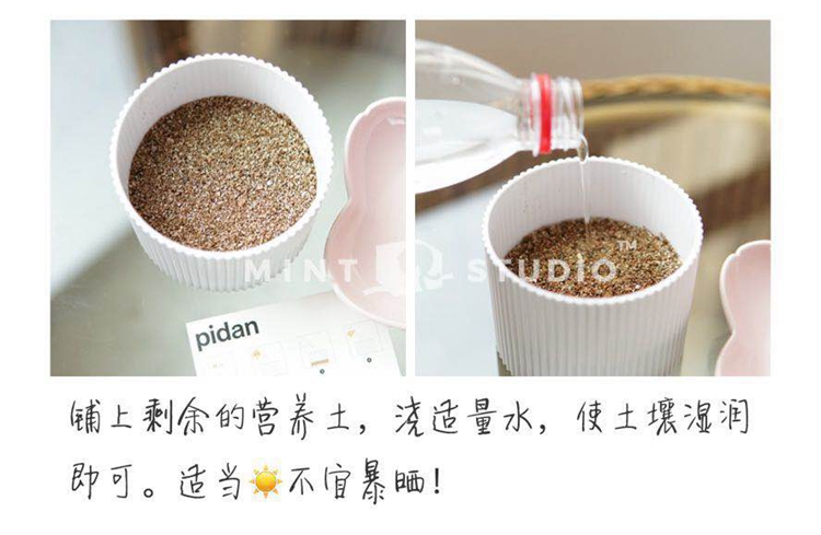 Peppermint Pidan trồng cỏ mèo để bóng tóc mèo cỏ mèo catnip hạt giống lúa mì - Đồ ăn nhẹ cho mèo hạt meo o