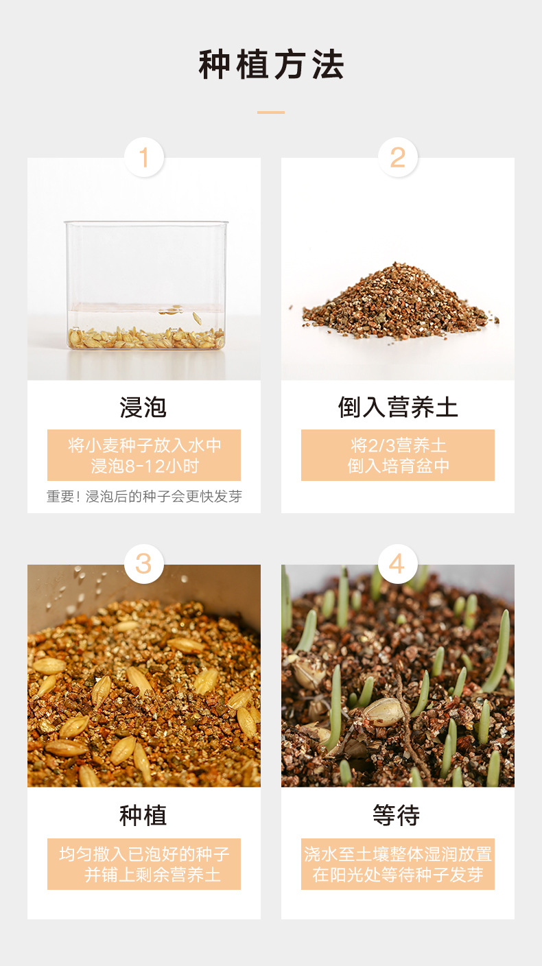 Peppermint Pidan trồng cỏ mèo để bóng tóc mèo cỏ mèo catnip hạt giống lúa mì - Đồ ăn nhẹ cho mèo hạt meo o