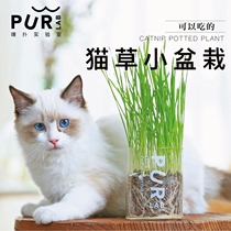 Mint stare multipap lab high face value cat grass suit small potted plant planted with hair balling hair aid digestion