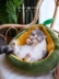 Bạc hà quất quất dễ thương mèo bơ pidan có thể tháo rời mùa đông ấm áp nhung mềm siêu nhỏ cũi - Cat / Dog hàng ngày Neccessities