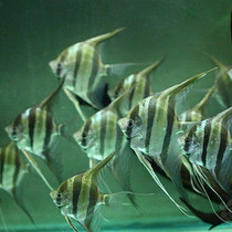 Saint Filipe Colombian Blackwater River Egypt Shenxianfish live ornamental fish Brazils seven colorful deities