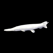 Large Galasin tropical fish freshwater fish live ornamental tropical fish